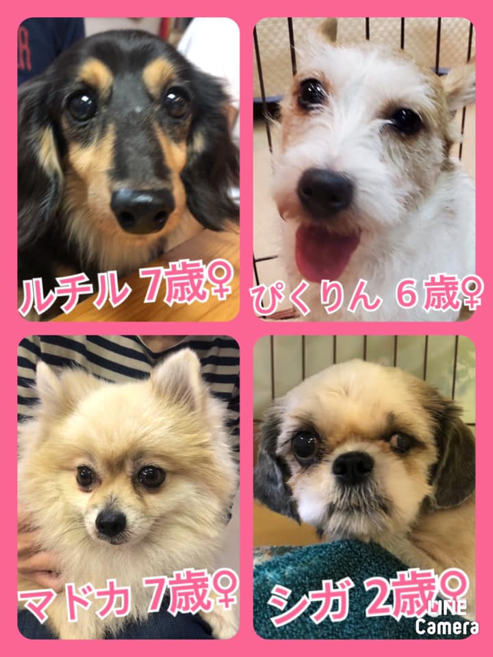 🐾今日の里親様募集中ワンコ🐶メンバーです🐾2020,9,29